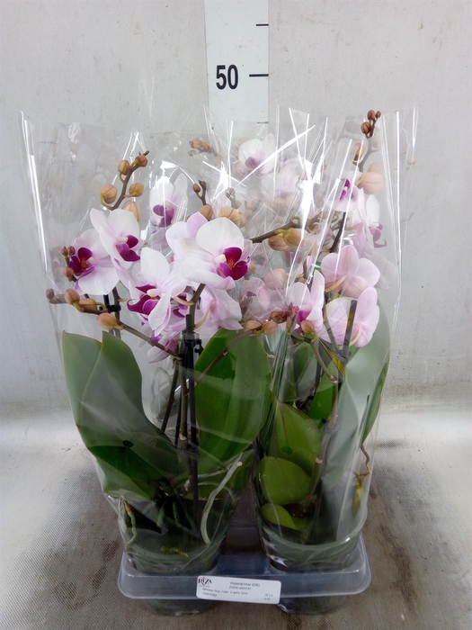 <h4>Phalaenopsis  'Cadi'</h4>