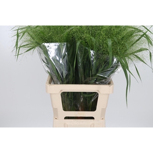 Panicum Fountain