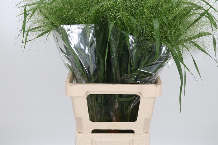 <h4>Panicum Fountain</h4>