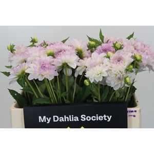 Dahlia Eveline