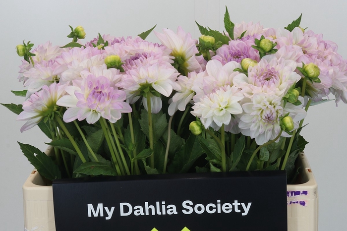 Dahlia Eveline