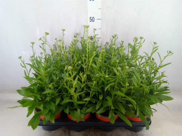 <h4>Leucanthemum sup. 'Dwarf Snow Lady'</h4>