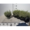 Callu Bl Verenka White