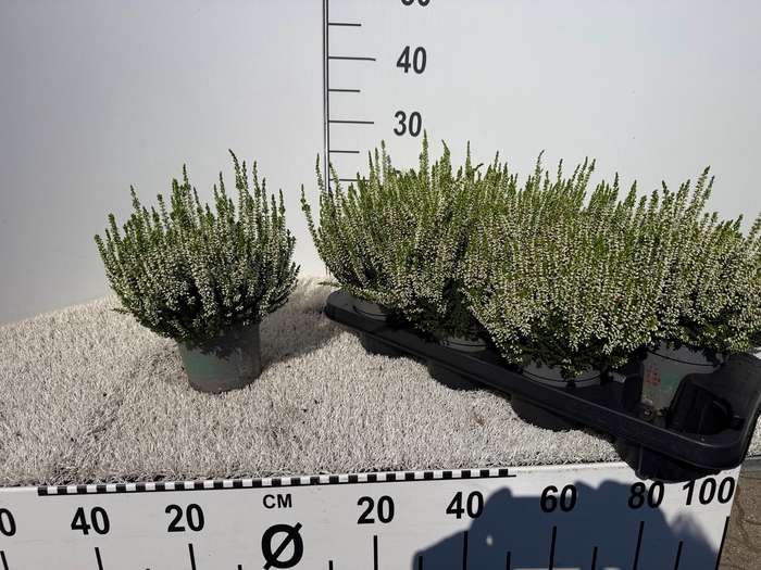 Callu Bl Verenka White