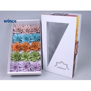 Echeveria Paint Pastel Mix (wincx) Cutfl