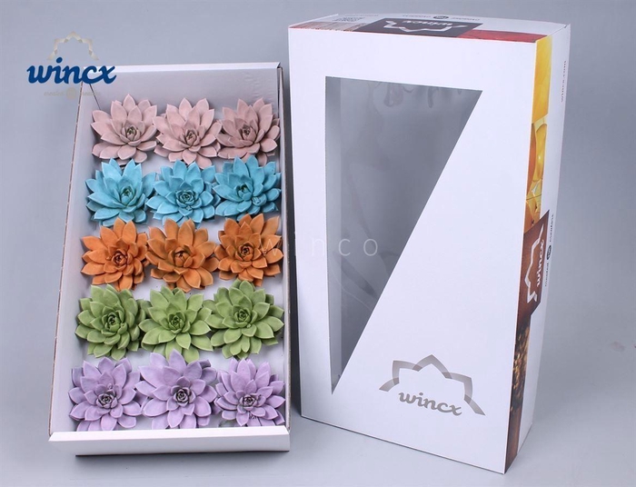 <h4>Echeveria Paint Pastel Mix (wincx) Cutfl</h4>