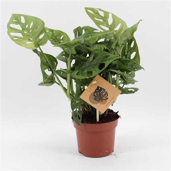 <h4>Monstera Monkey Leaf</h4>