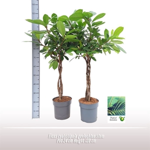 Ficus cyathistipula