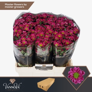 Chr S Rossi Splendid