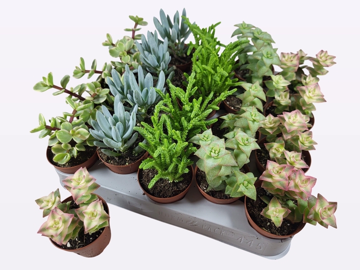 <h4>SUCC GEM 5 SRT</h4>