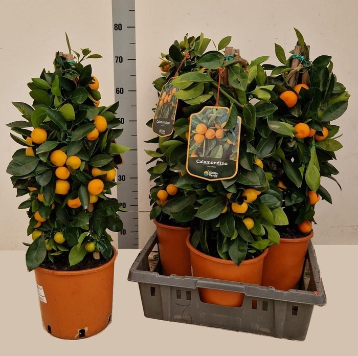 <h4>CITR MICROCARPA</h4>