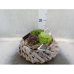 Arr.  Sempervivum L%