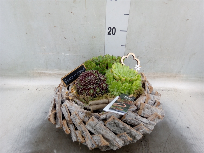 <h4>Arr.  Sempervivum L%</h4>
