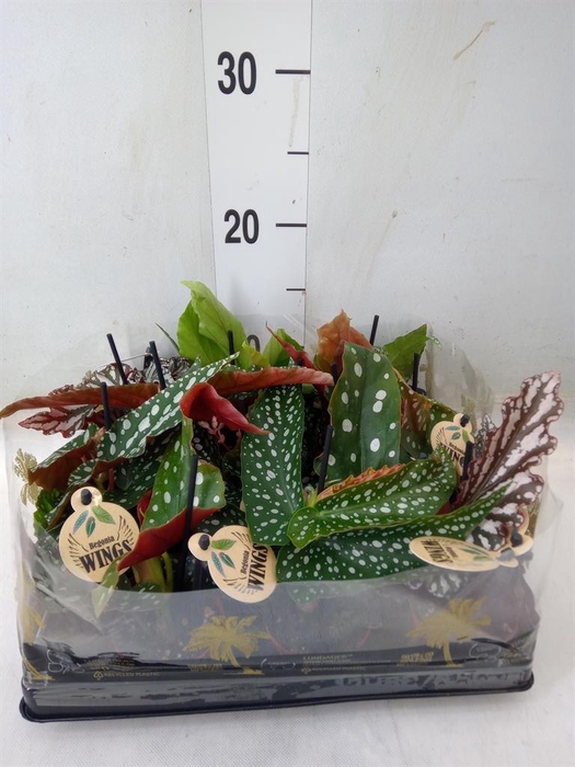 <h4>Begonia BD   ...</h4>