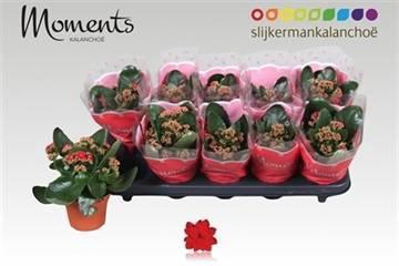 <h4>KAL GE SECRET RED</h4>