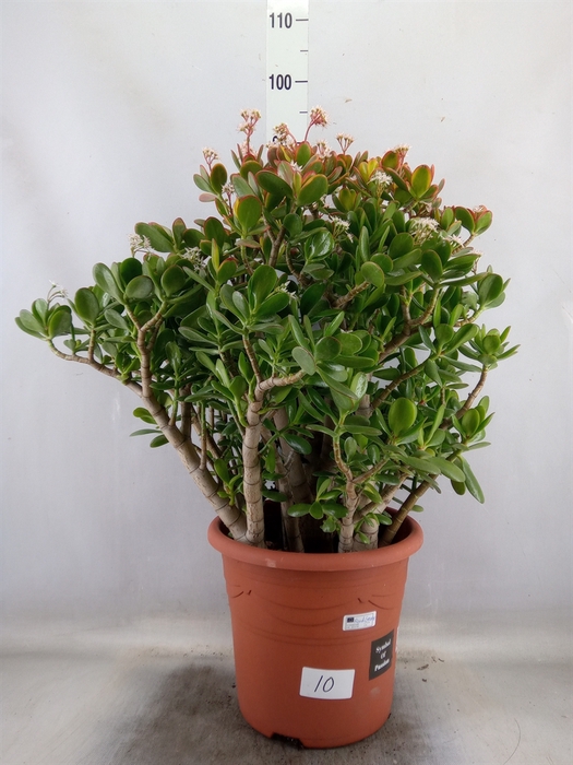 <h4>Crassula   ...</h4>