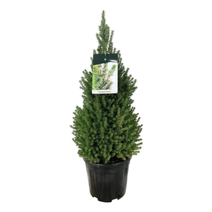 Picea gl. 'Perfecta'