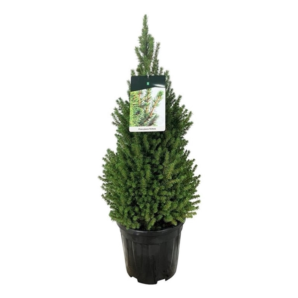 <h4>Picea gl. 'Perfecta'</h4>