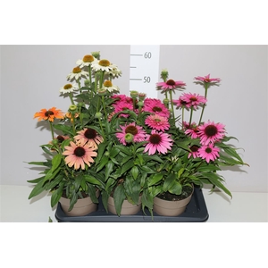 Echinacea Sunseekers Gemengd