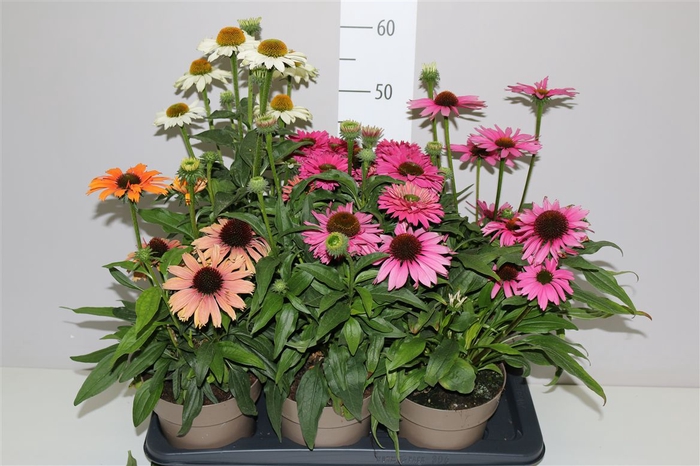 <h4>Echinacea Sunseekers Gemengd</h4>