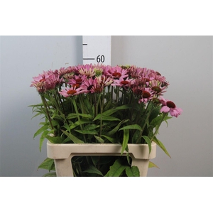 Echi Purpurea