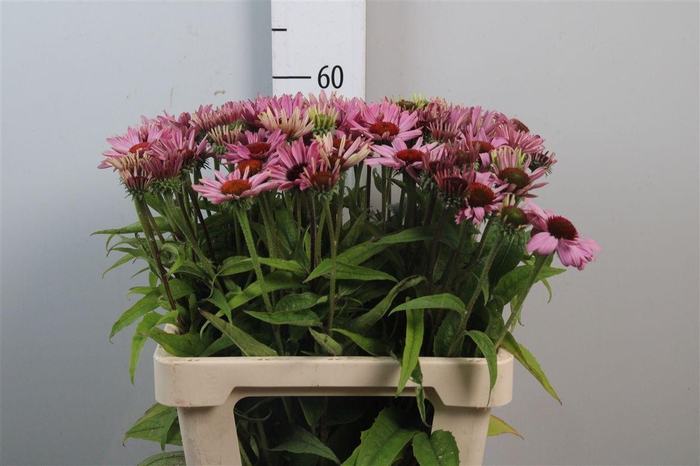 <h4>Echi Purpurea</h4>
