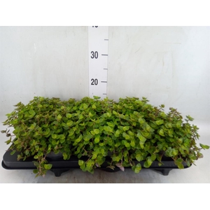 Callisia repens