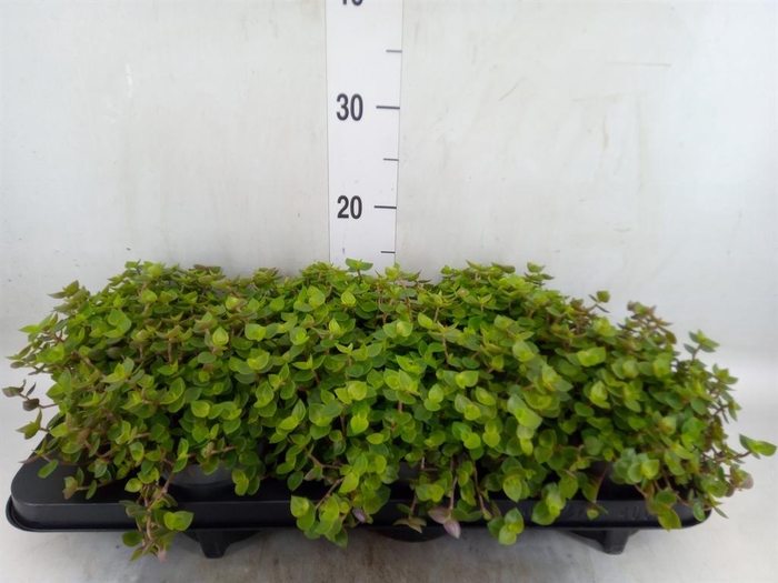 <h4>Callisia repens</h4>