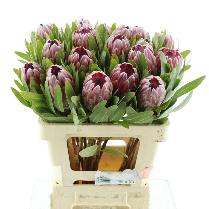 <h4>Protea Penny Pink</h4>