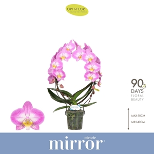 Phalaenopsis   ...rose