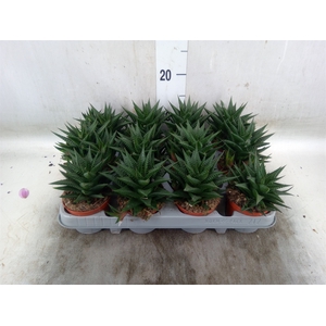 Haworthia limifolia
