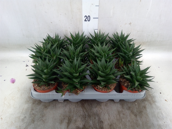 <h4>Haworthia limifolia</h4>