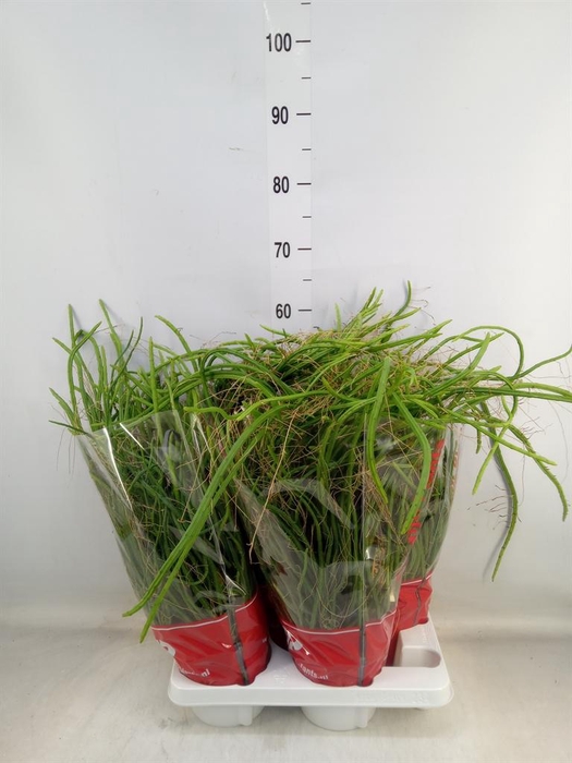 <h4>Rhipsalis ...</h4>