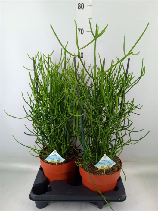 <h4>Euphorbia tirucalli</h4>