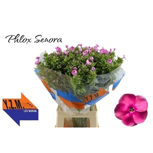 PHLOX P SENORA