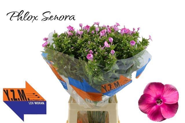 <h4>Phlox Pan Senora</h4>