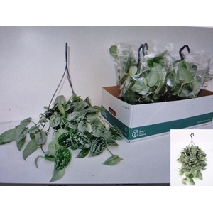 SCIND PICT SILVE ANN