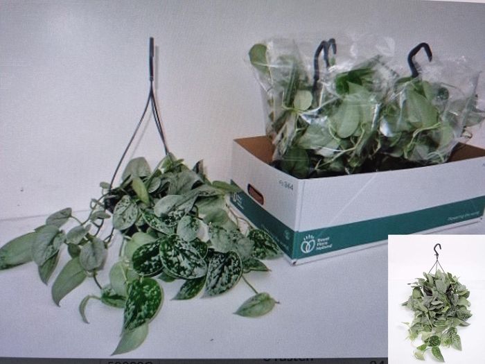 <h4>SCIND PICT SILVE ANN</h4>