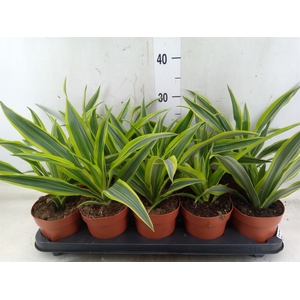 Dracaena fr de 'LemonLime'