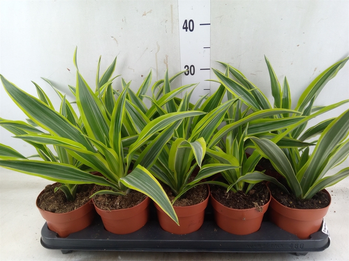 <h4>Dracaena fr de 'LemonLime'</h4>