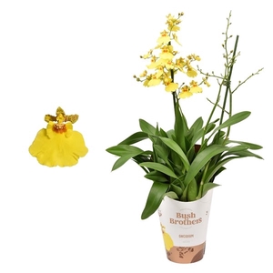 Oncidium 'Münsterland Stern' 2 tak 12 cm