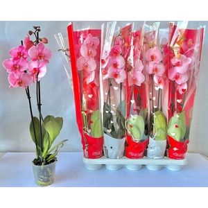 PHAL OV