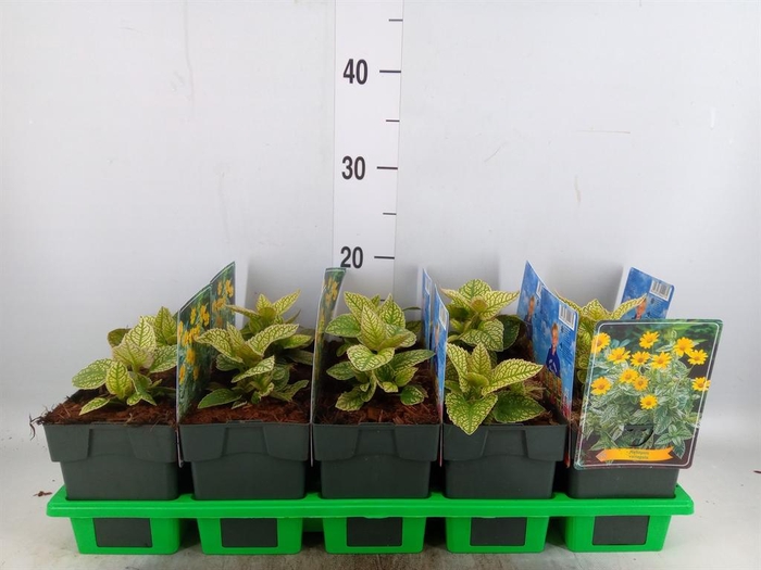 <h4>Heliopsis</h4>
