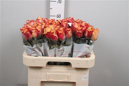 <h4>R Gr Pebbles</h4>