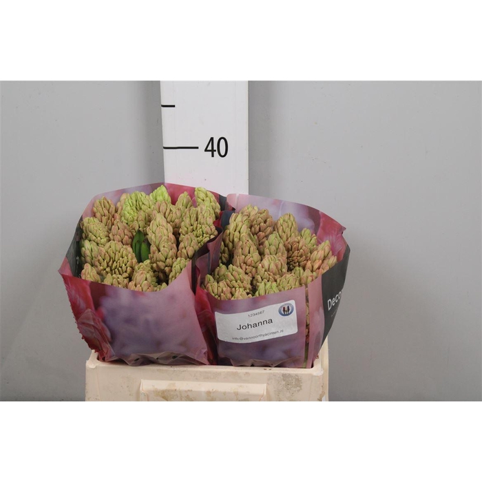 <h4>Hyac Johanna</h4>