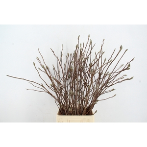 MAGNOLIA 100CM PER STEM