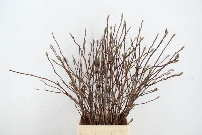 <h4>MAGNOLIA 100CM PER STEM</h4>