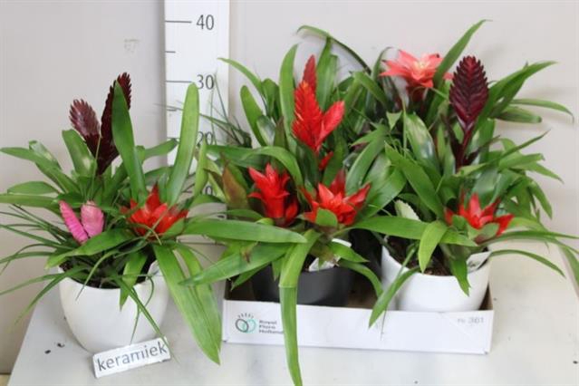 <h4>BROMELIA GEM 3 SRT</h4>