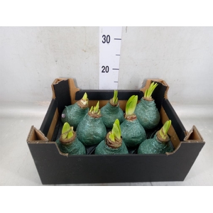 Hippeastrum   ...waxed H%