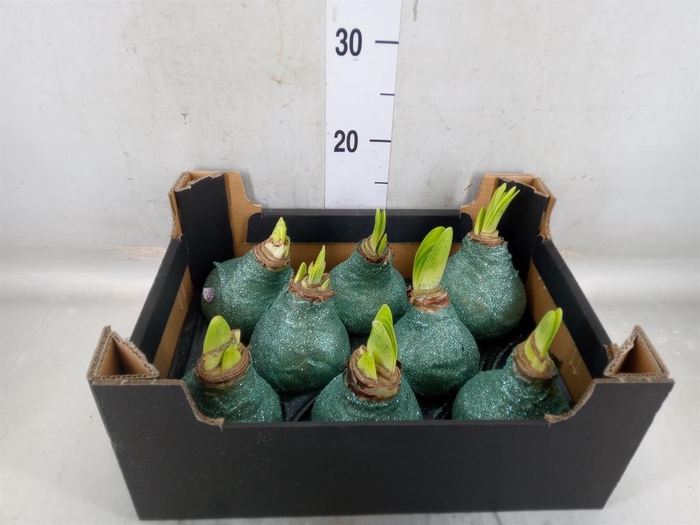 <h4>Hippeastrum   ...waxed H%</h4>